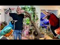 ON MONTE UN PARC D ATTRACTION POUR OISEAUX DIY ! - TOOPET