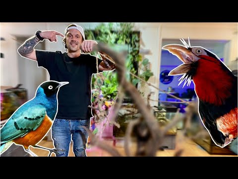 Vidéo: Comment attirer l'attention des colibris : 12 étapes (avec photos)