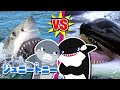 🦈ホホジロザメ vs シャチのさいせん! | かつのはどっち? | パシャッパシャしらべてみよう | こども向け動物ソング | ジュニートニー日本語 - 子どもの歌と童話 | JunyTony