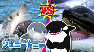 🦈ホホジロザメ vs シャチのさいせん！ | かつのはどっち？ | パシャッパシャしらべてみよう | こども向け動物ソング | ジュニートニー日本語 - 子どもの歌と童話 | JunyTony