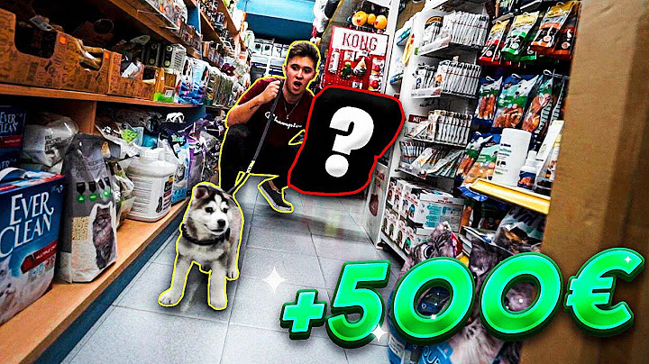 COMPRANDO TODO LO QUE MI CACHORRO TOCA!! **ME GASTO 500€** husky siberiano [Shooter]