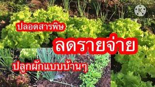 ปลูกผักแบบบ้านๆ #ผักปลอดสารพิษ #ลดรายจ่าย