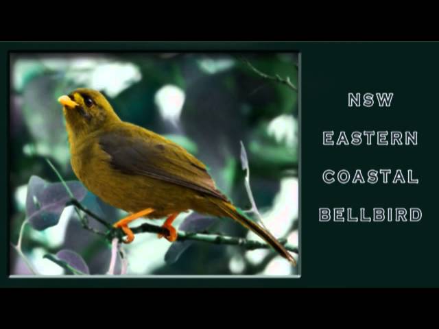 Bellbird Sounds - Youtube