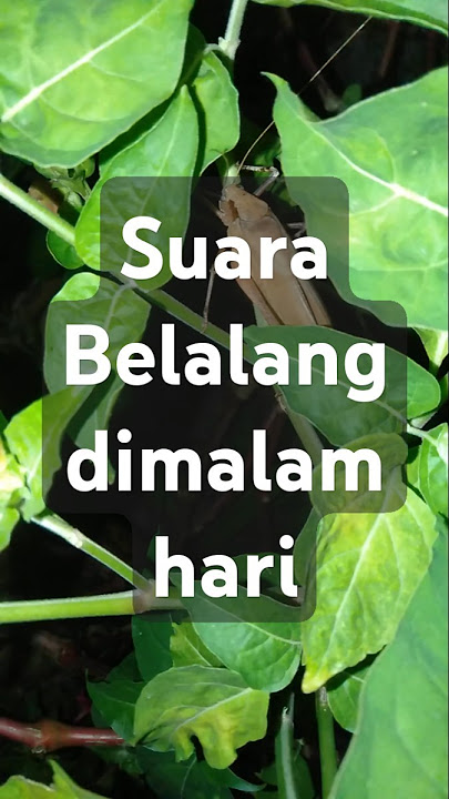 Suara Belalang di malam hari