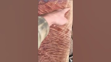 How to Determine the Age of a Tree  Revealed