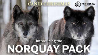 MEET THE NORQUAY PACK! Canid Christmas at Yamnuska Wolfdog Sanctuary by Yamnuska Wolfdog Sanctuary 481 views 1 year ago 2 minutes, 30 seconds