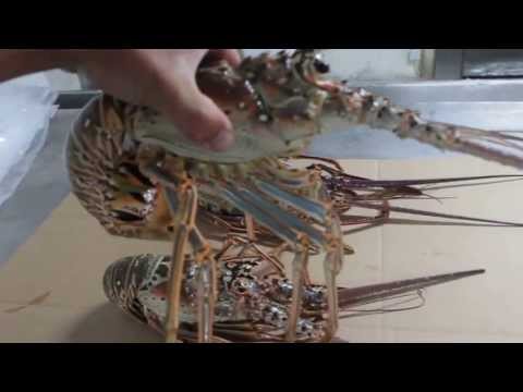 Caribbean Spiny Lobster from Cancun and the Rivera Maya - Close up