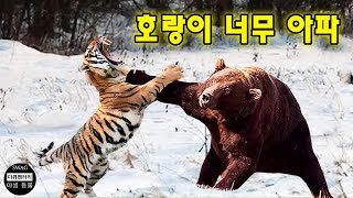 호랑이가 곰을 공격하다 실수를 해서 흑곰에게 벌을 구걸해야 했다 | 야생 동물 공격