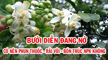 BƯỞI DIỄN ĐANG NỞ - CÓ PHUN ĐƯỢC THUỐC SÂU ,THUỐC BỆNH, BÓN VÔI, VÀ BÓN THÚC ĐƯỢC PHÂN NPK HAY KHÔNG