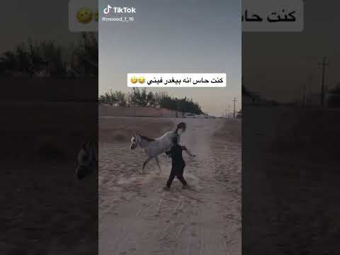 حصان يرفس الخيال كوارث الخيل خيل السعودية المغرب