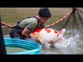 How to breed koi fish step by step documentary