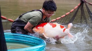 How to Breed Koi Fish? Step by Step Documentary! screenshot 5