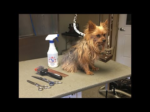 Video: Bedste 10 Harnesses For Morkies