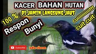 TERAPI KACER BAHAN SEKALIGUS PANCINGAN KACER BAHAN HUTAN DIJAMIN 100% LANGSUNG NYAUT🙏