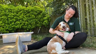 Meet Duchess, the Basset Hound | The Dog House | Woodgreen Pets Charity