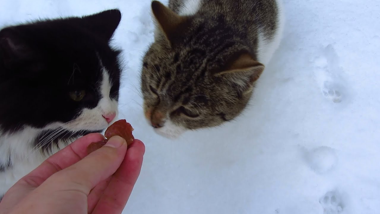 Cats eating pieces of beef and fish YouTube