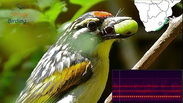 Know your calls   Barbets and tinkerbirds