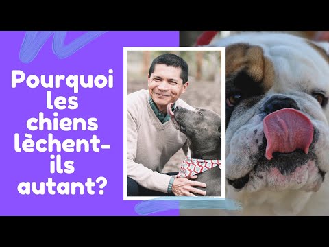 Vidéo: Ténias chez les chiens et les chats