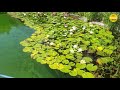 La piscine biologique: 100 % naturelle dans nos extérieurs !