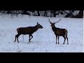 zrzuty 2021 dwie tyki i jelenie przegonione przez wilki (agancs parohy zhody palchi оленьи рога)