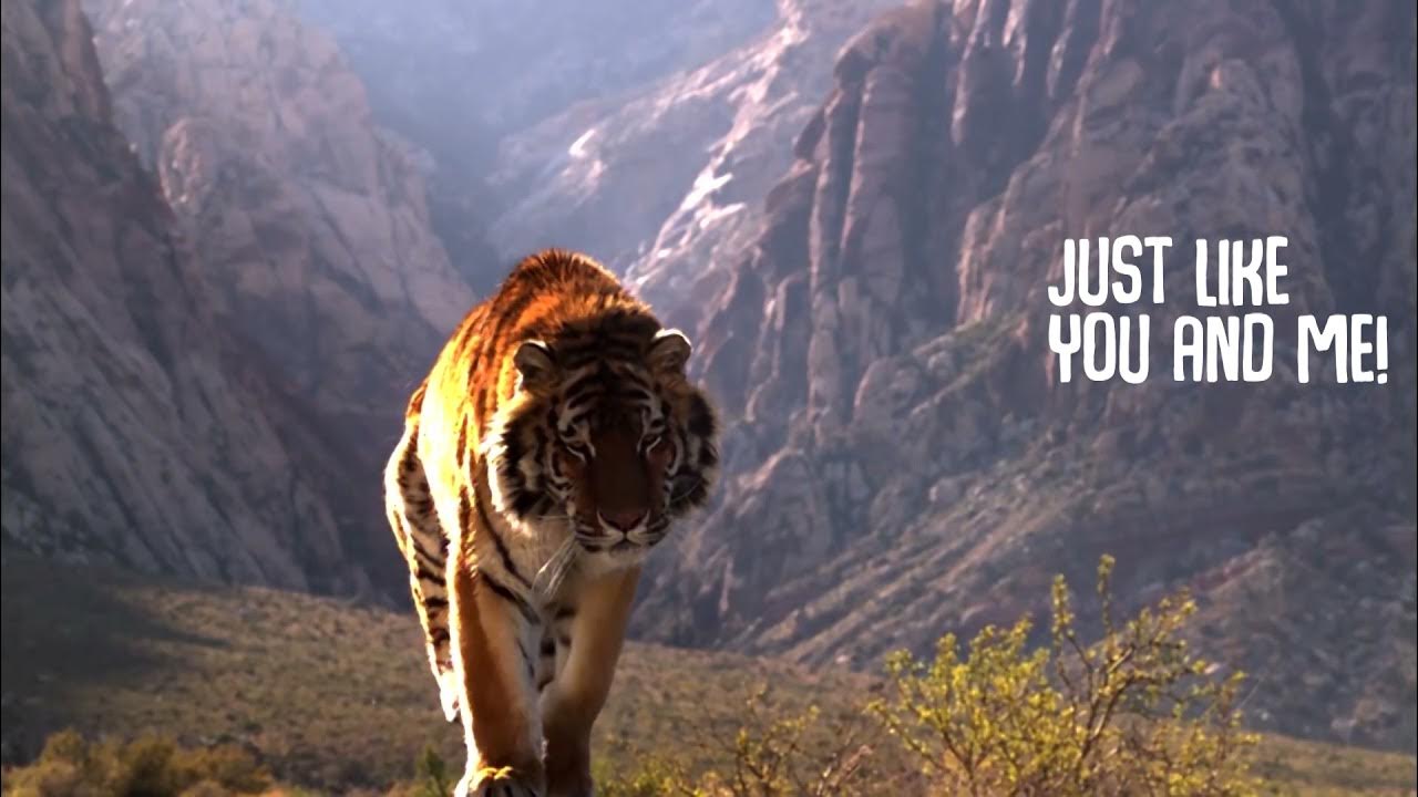 Habitat Song YouTube