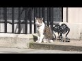 Larry le chat qui rgne en matre sur downing street depuis 10 ans