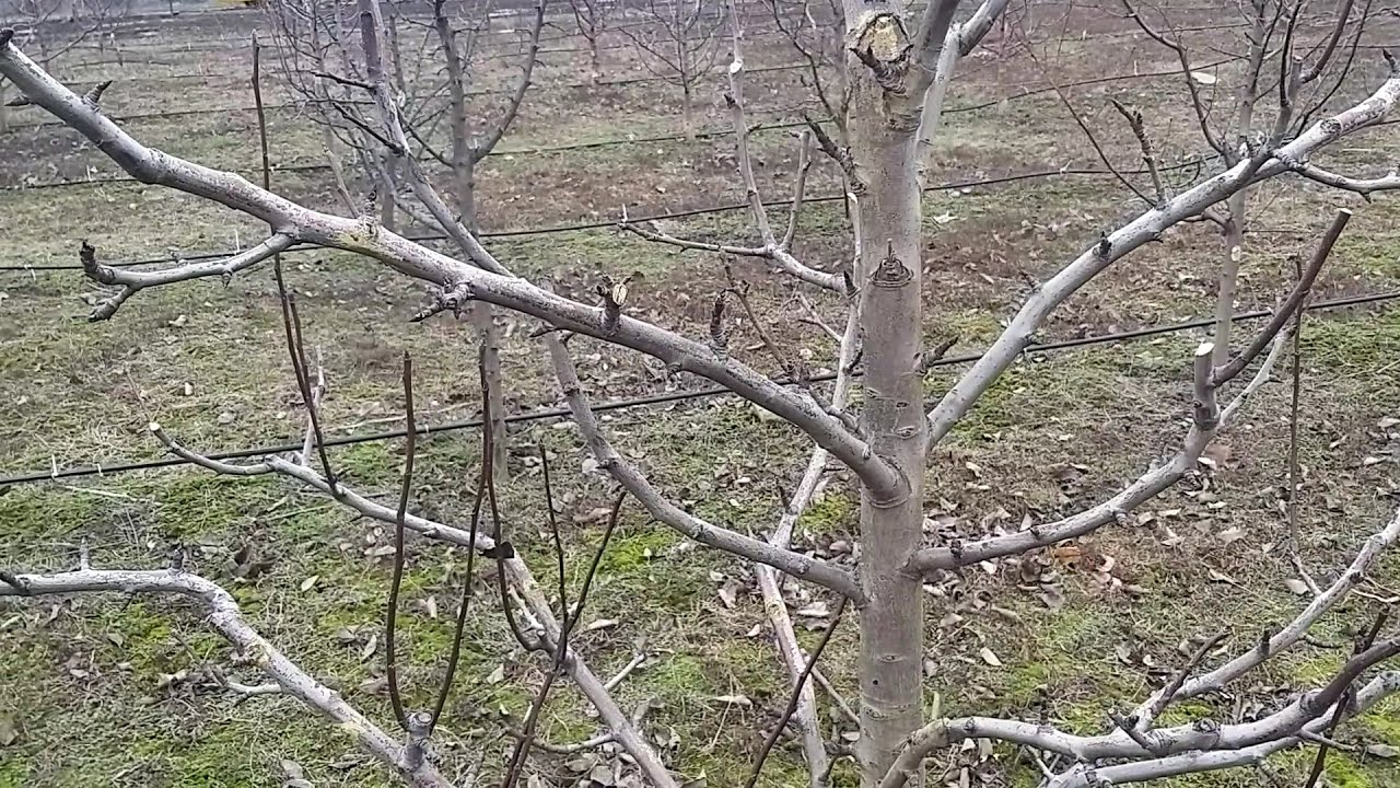 Як обрізати груші ?