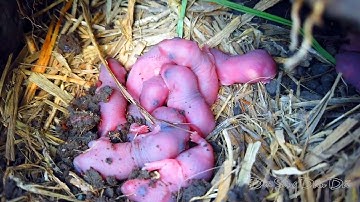 Đào Hang Bắt Chuột Đồng “Bất Ngờ Gặp Nguyên Ổ Chuột Con” Còn Đỏ Hói | Đời Sống Dân Dã