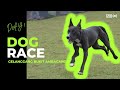 DOG RACE DAY 1 - TRADISIONAL INDONESIA || GELANGGANG BUKIT AMBACANG  ( ```SPESIAL VIDIO 🐕‍🦺 🐕‍🦺 ```)