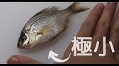 料理初心者のタナゴ塩焼き 作り方 頑張る Youtube
