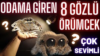 8 GÖZLÜ ÖRÜMCEK ODAMA GİRDİ! ÇOK TATLI LAN! (sıçrayan örümcek Lucas)