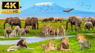 4K African Wildlife: Gombe Stream National Park, Tanzania - Scenic Wildlife Film With Calming Music