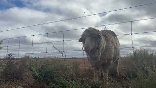 Brave Captain Australia saves a sheep stuck in a fence