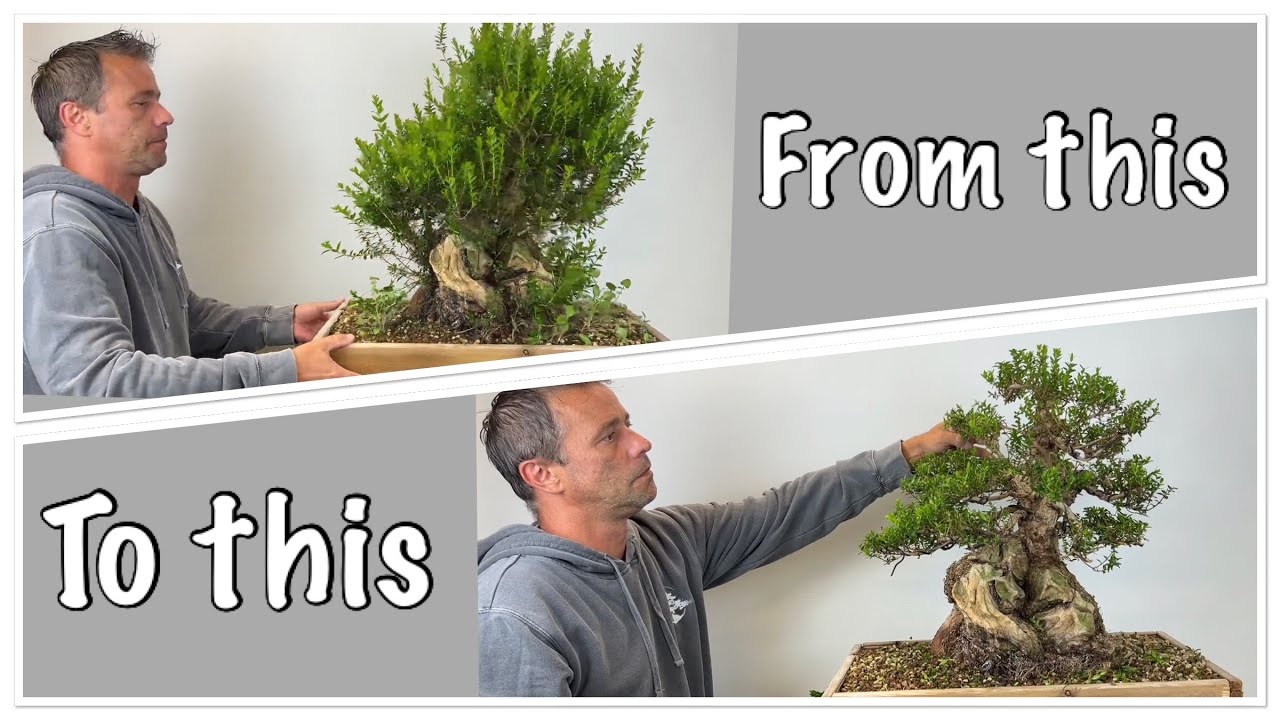 Work on Myrtle pre Bonsai #2