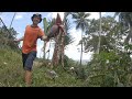 Cooking Kinilaw - Banana Blossom With Coconut Milk - Province Life Philippines