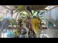 🛍️この瞬間だけインコの表情が別の子みたいに見えて…🐦🌈 #インコ動画 #癒し #小鳥 #観察