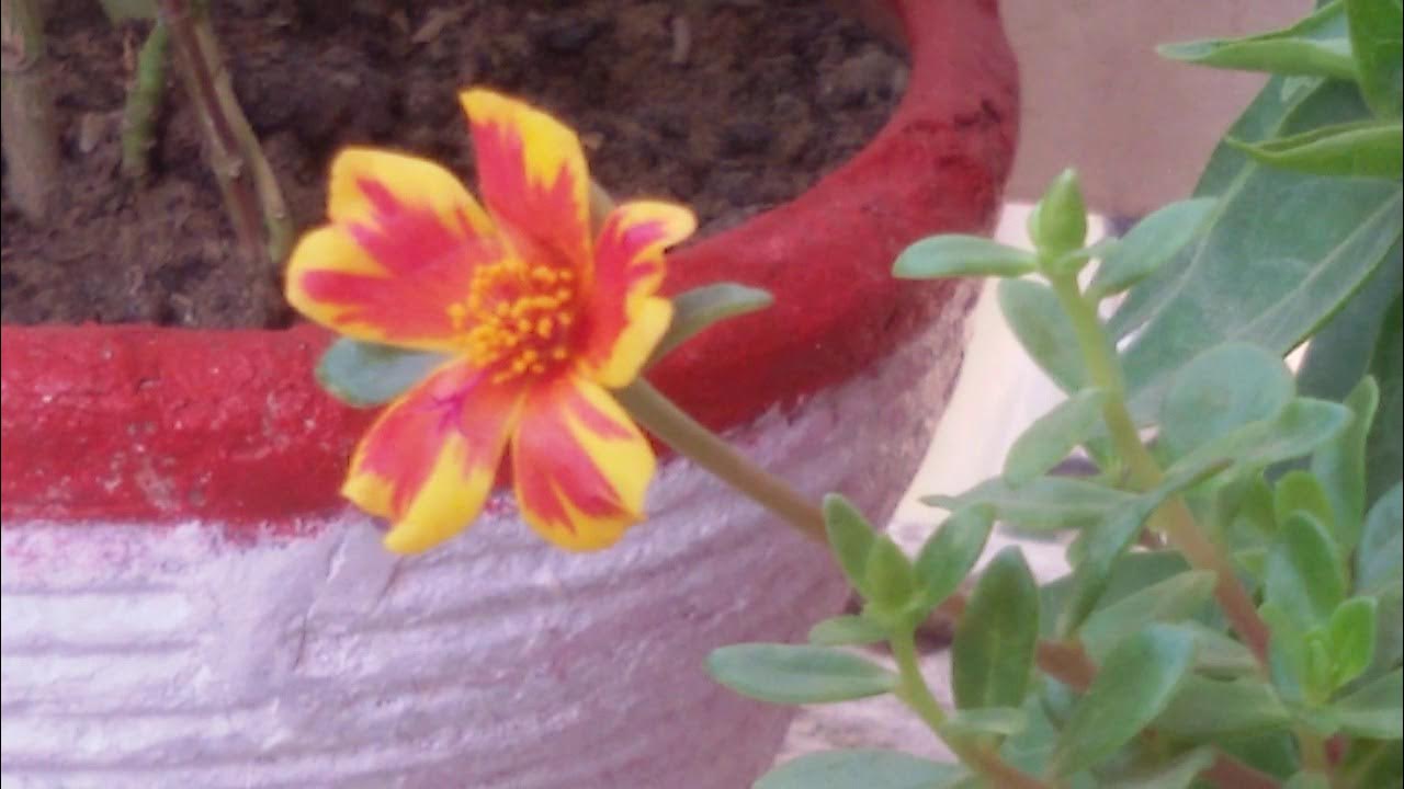 Flowers bloom (appear) in Day and close up at Night YouTube