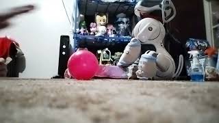 Running terra bite the aibo ers 7 in the new room 