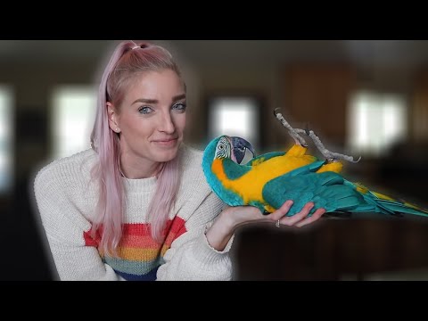 Watch My Macaw CELEBRATE Proper Parrot Nutrition!