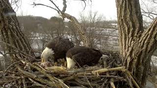 Decorah Eagles DM2 With Stick \& Mom's Cool Fly in 2\/5\/19