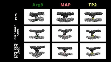 Cell Penetrating Peptides membrane disruption using Molecular Dynamics simulations