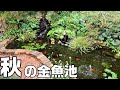 11月の庭池ビオトープと秋の実りと渡り鳥