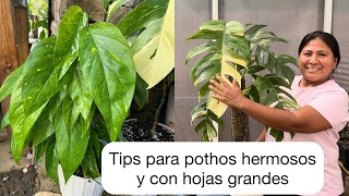 HOJAS GIGANTES EN LOS POTHOS Tips para plantas tropicales más bonitas y con muchas hojas Grandes