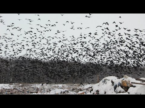 09.12.2018 Полигон захоронения ТКО "Бастион" в Дмитриевке - ожидания и реальность