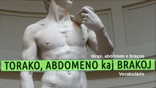 Vocabulário em Esperanto #4 – tórax, abdômen e braços