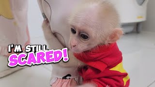 Baby Monkey SUGAR Hugs Mom Tightly for Fear of Machine