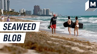 What is That Giant Seaweed Blob Hitting the Florida Coast?