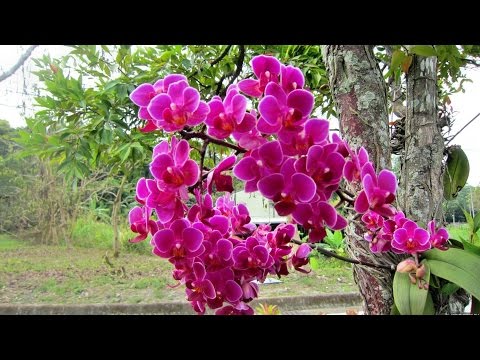 Видео: Как растат орхидеите в природата