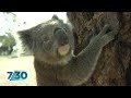 The teenager determined to save koalas from extinction | 7.30