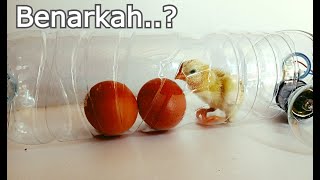 Cara Menetaskan Telur Ayam Tanpa Mesin Tetas – Menetaskan dengan Botol Apa Bisa?